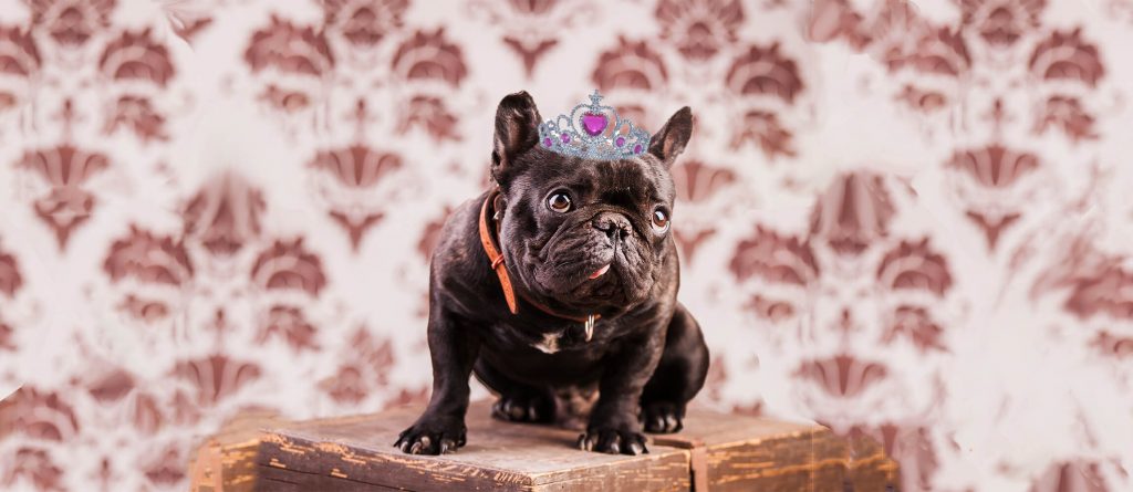 A five-star service for your four-legged friend